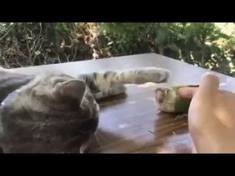 Дружба кота и попугая смотреть онлайн