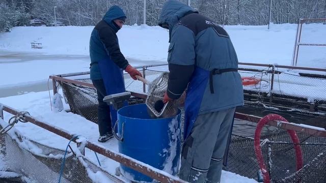 Запуск форели смотреть онлайн