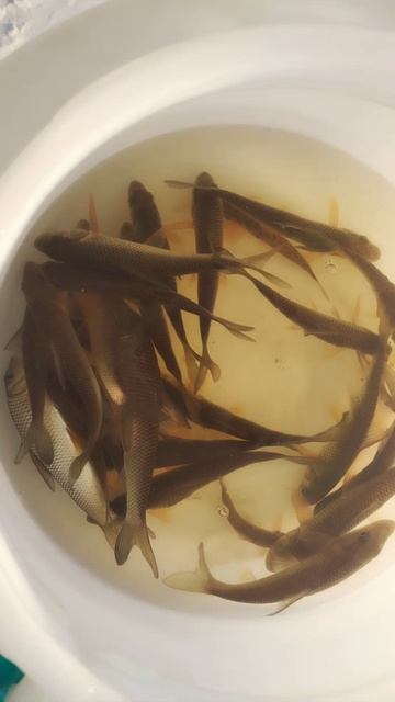 Способ рыбалки на реке Зея смотреть онлайн