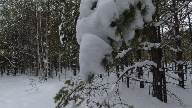 В лесу сгубилась ёлочка