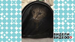 Кот-путешественник. Видели видео? Фрагмент выпуска от 28.12.2025