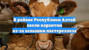 В районе Республики Алтай ввели карантин из-за вспышки пастереллеза