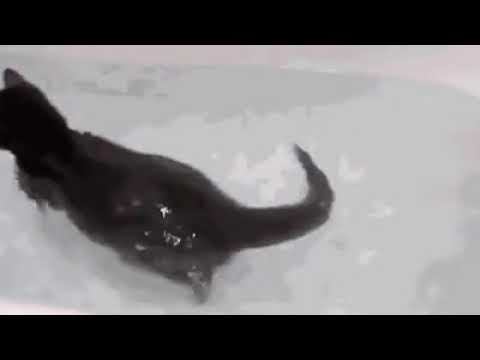 Кот - водолаз смотреть онлайн