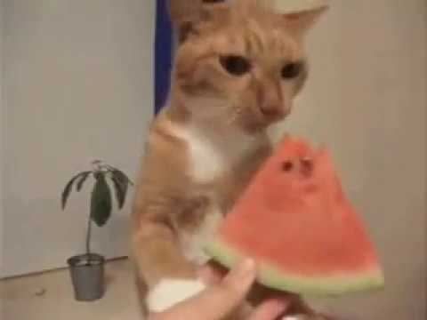 Необычно, кот гурман! смотреть онлайн