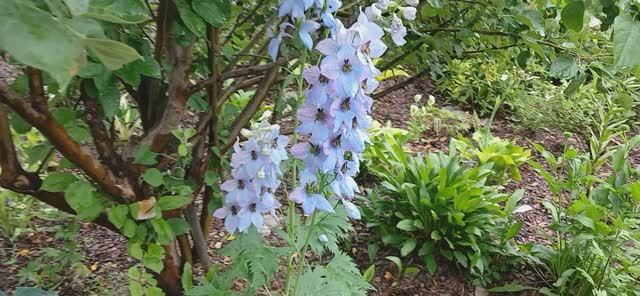 Дельфиниумы сорта 12.07.2025 (в том числе пересорты от Гаршинки)