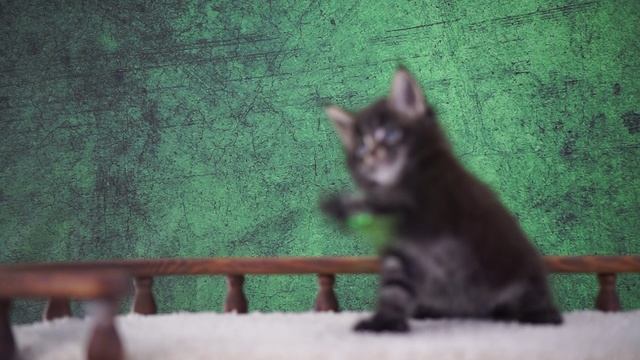 X-man 1,5 месяца смотреть онлайн