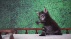 X-man 1,5 месяца