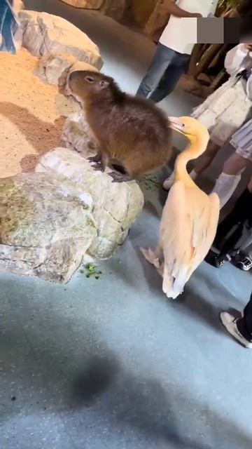 Капибара: Я спокойна! Я эмоционально стабильна🤣 смотреть онлайн