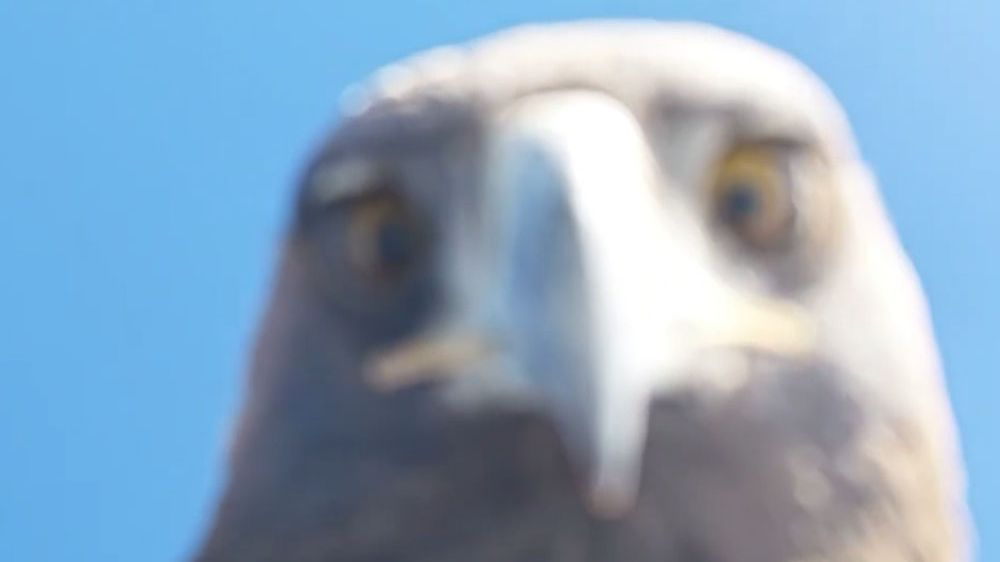 Орел атаковал дрон во время съемки и сделал селфи смотреть онлайн