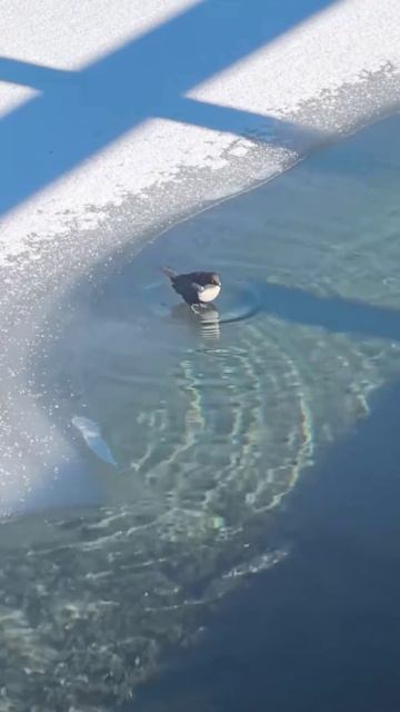 Морской воробей😂 смотреть онлайн