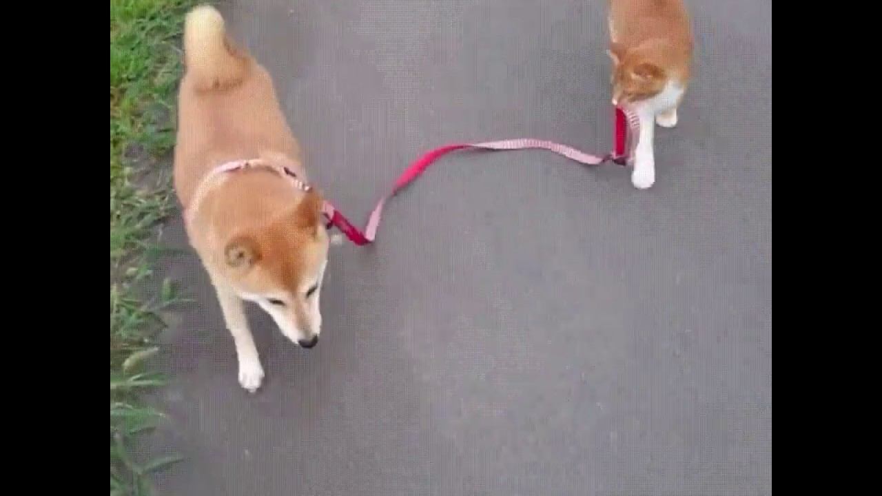 Невероятная прогулочка! Кто кого прогуливает? смотреть онлайн