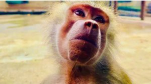 Я ТАКОГО НЕ ВИДЕЛА! Власть поменялась, Елисею надоели Люсины выкрутасы и он вернулся к Лиде!