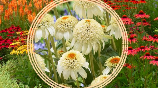 Цветущие многолетние растения для солнечных мест в саду.