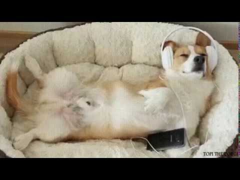 А что делают Ваши животные, когда остаются одни дома? Пишите в комментариях! смотреть онлайн