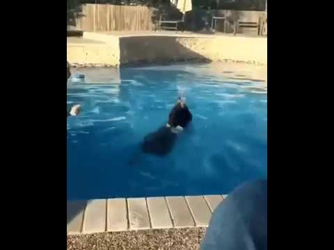 Кошкин автобус...Это надо видеть! смотреть онлайн