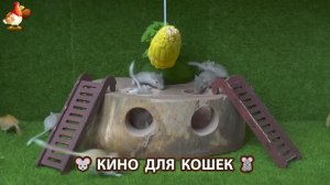 Видео для кошек про крысок развлекать питомцев 🐭🐀😂 (416)