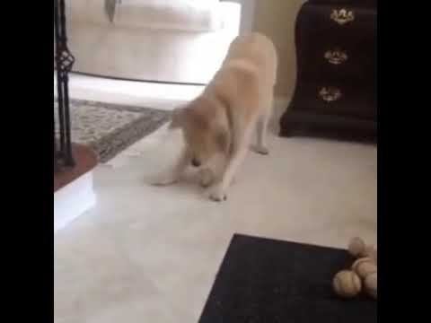 Пес сам не ожидал... смотреть онлайн