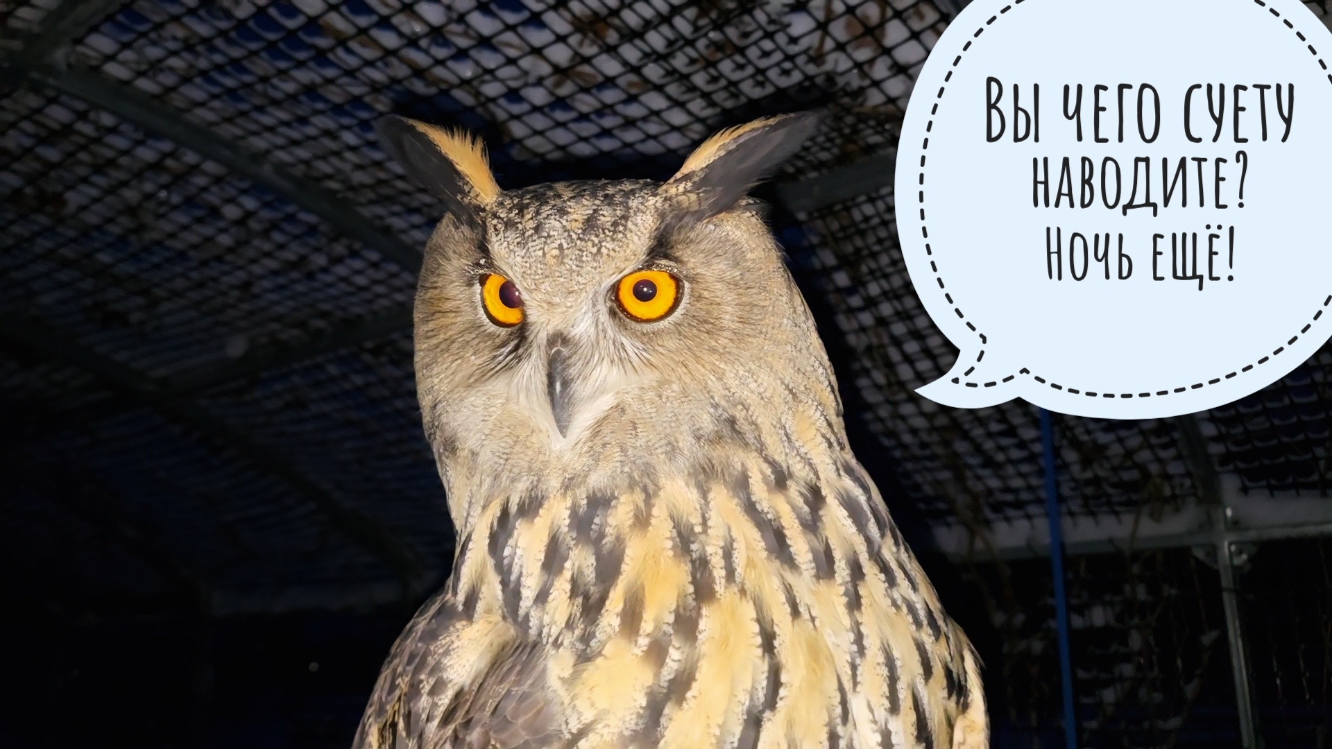 Кошка Морошка освещает тропинки, сова Ёль утоптала пенёк, я тороплюсь, чтобы успеть к врачу смотреть онлайн