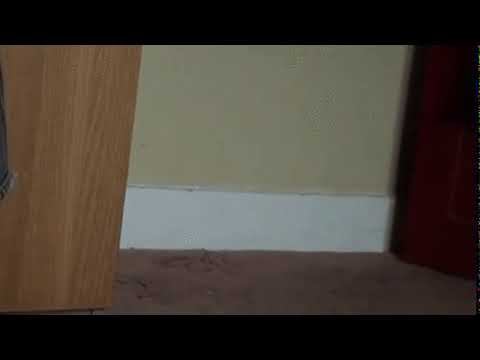 От куда берутся дети? Ой, котята? смотреть онлайн