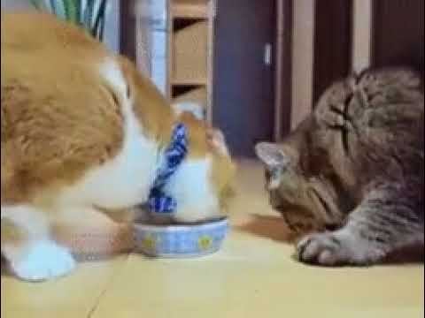 Вот это дружба! смотреть онлайн