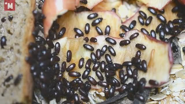 Жук знахарь. Содержание. Разведение. Еда для муравьев смотреть онлайн