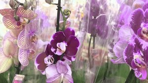 Обзор новых орхидей в ТЦ. Ох и горе сотрудники 🤦♀️. Качество разное.