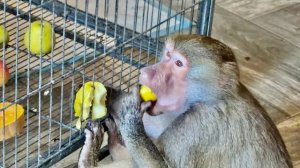 ОБХОХОЧЕШЬСЯ! Папа пытается ПОЙМАТЬ ЛЮСЬКУ, а она просто В НИКАКУЮ!