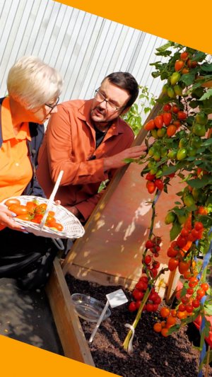 Этот томат можно вырастить даже на Марсе