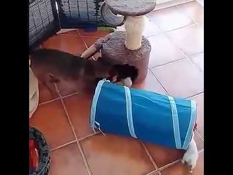 Доставка котиков смотреть онлайн