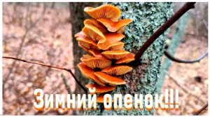 Зимний опенок в самом начале зимы!!!