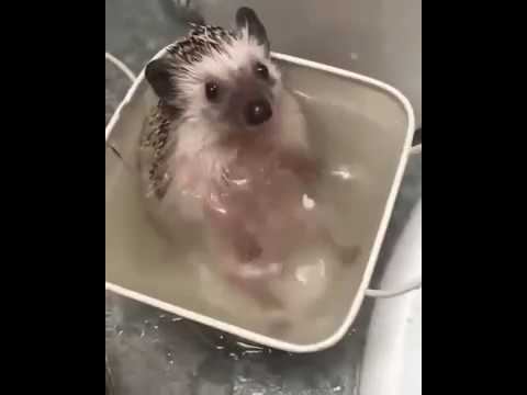 Ёжик... смотреть онлайн