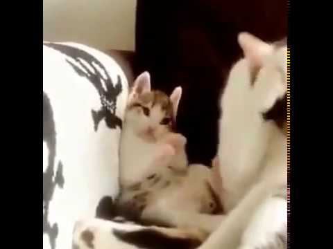 Сообразительный котенок, такой забавный! смотреть онлайн