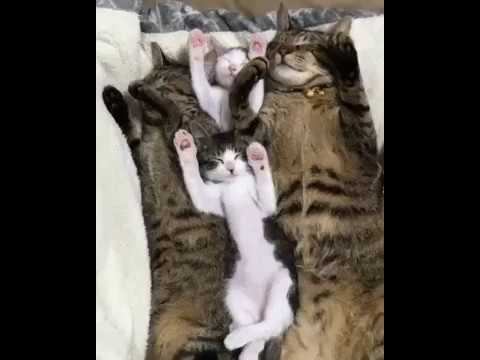 Милые котики! Это надо видеть! смотреть онлайн