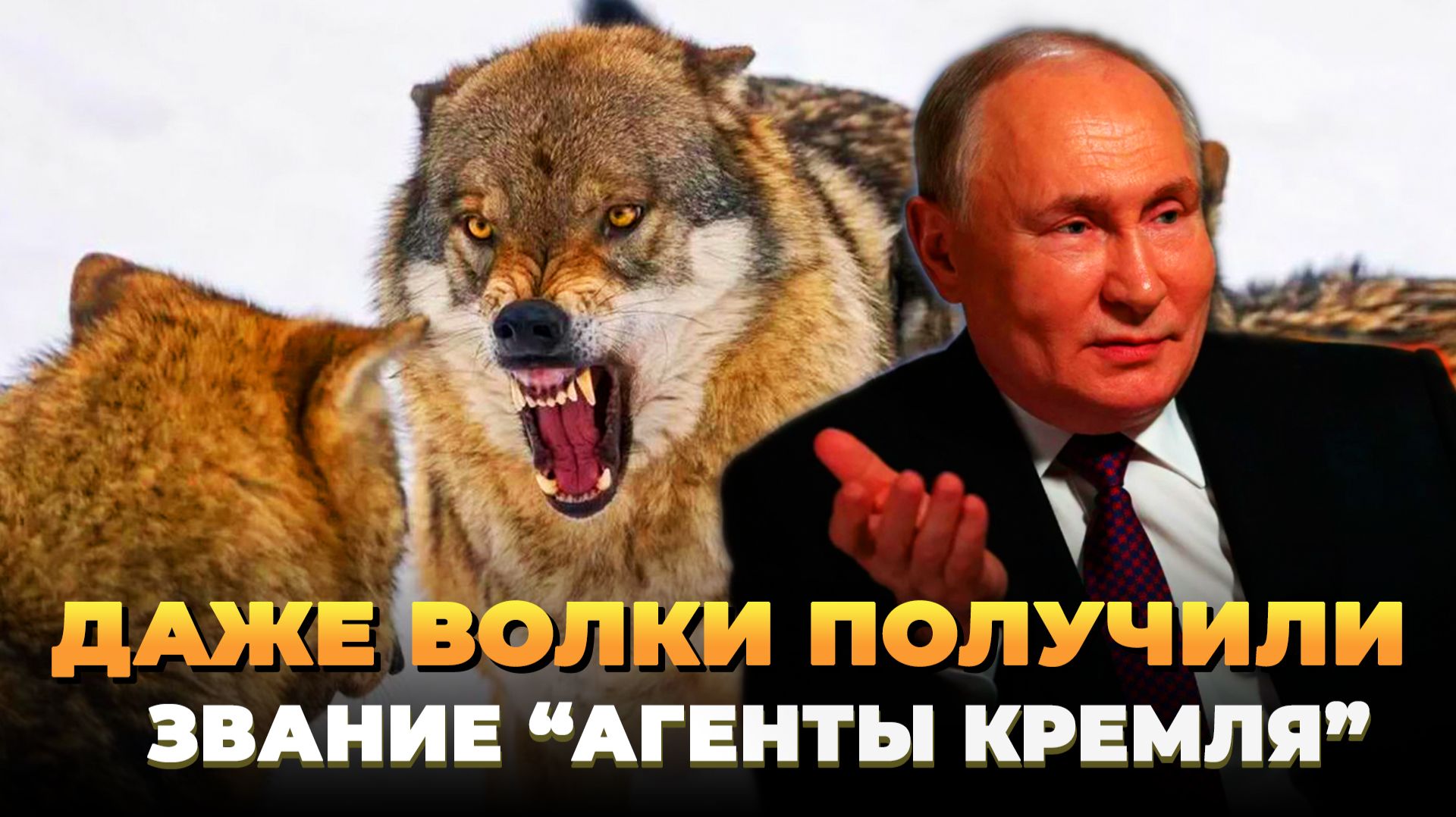 Даже волки получили звание агентов Кремля смотреть онлайн