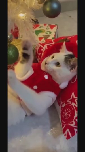 новогодний кошачий корпоратив