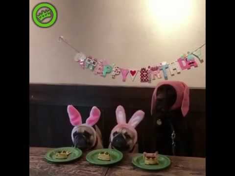 Такие зайки! смотреть онлайн