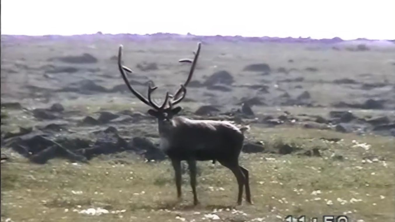 Кольский полуостров Август 2004 часть 2 Ловозе́рские тундры или Луяврурт смотреть онлайн