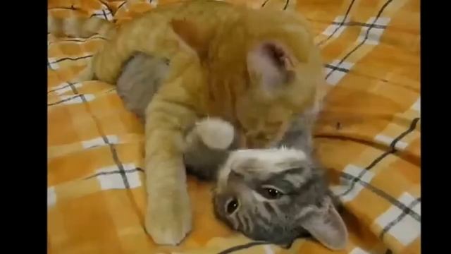 смешное видео ржачное смотреть онлайн