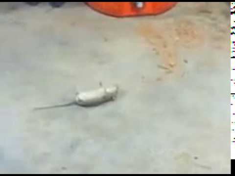 Хитрая мышка... смотреть онлайн