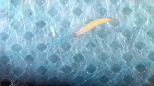 ЧЕРВЯКИ В МЕДИЦИНСКИХ МАСКАХ!? ЭКСТРЕННОЕ ВИДЕО!