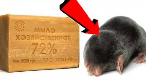 Как избавиться от кротов За 3 Секунды..!!..!!..!!..