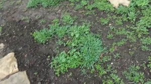 18,19 марта 2025г. Похолодание,а все деревья зацветают((