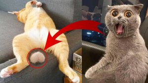 СМЕШНО ДО СЛЕЗ 😹😍 СМЕШНЫЕ КОТЫ, ЛУЧШИЕ ПРИКОЛЫ С КОТАМИ, СОБАКАМИ КОШКИ,СОБАКИ , ЖИВОТНЫЕ 🥰