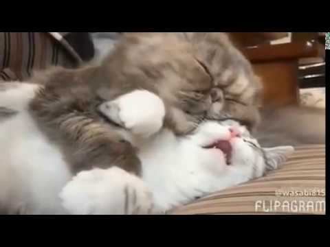 Дай списать! смотреть онлайн