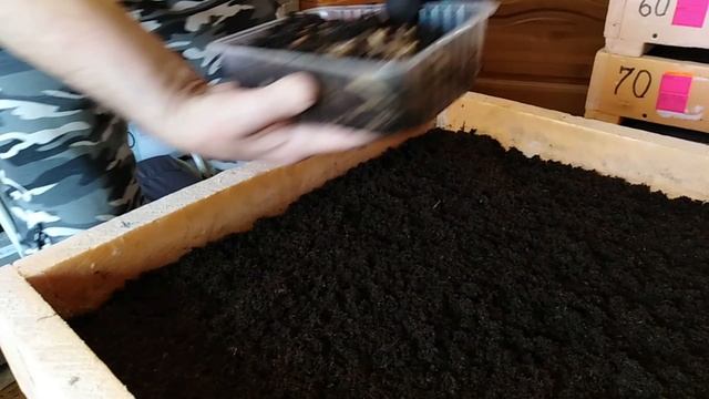 Нюансы в разведении Дендробены. смотреть онлайн