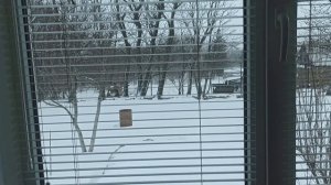 18-20 февраля 2025г.Мой дом. Коротаю зимние дни )