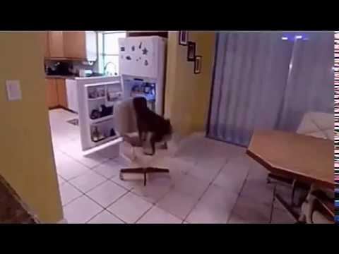 Супер умный пес! смотреть онлайн