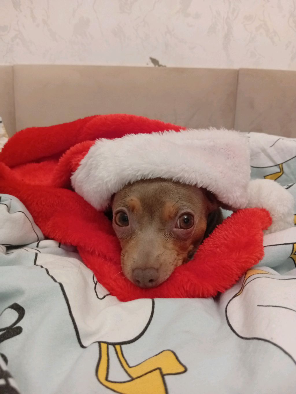 СОБИРАЕМ ЁЛКУ? смотреть онлайн