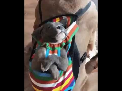 Строгий папа... смотреть онлайн