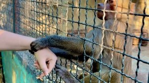 Люся просит Алину помочь ей разобраться с Лидой и вернуть Елисея!